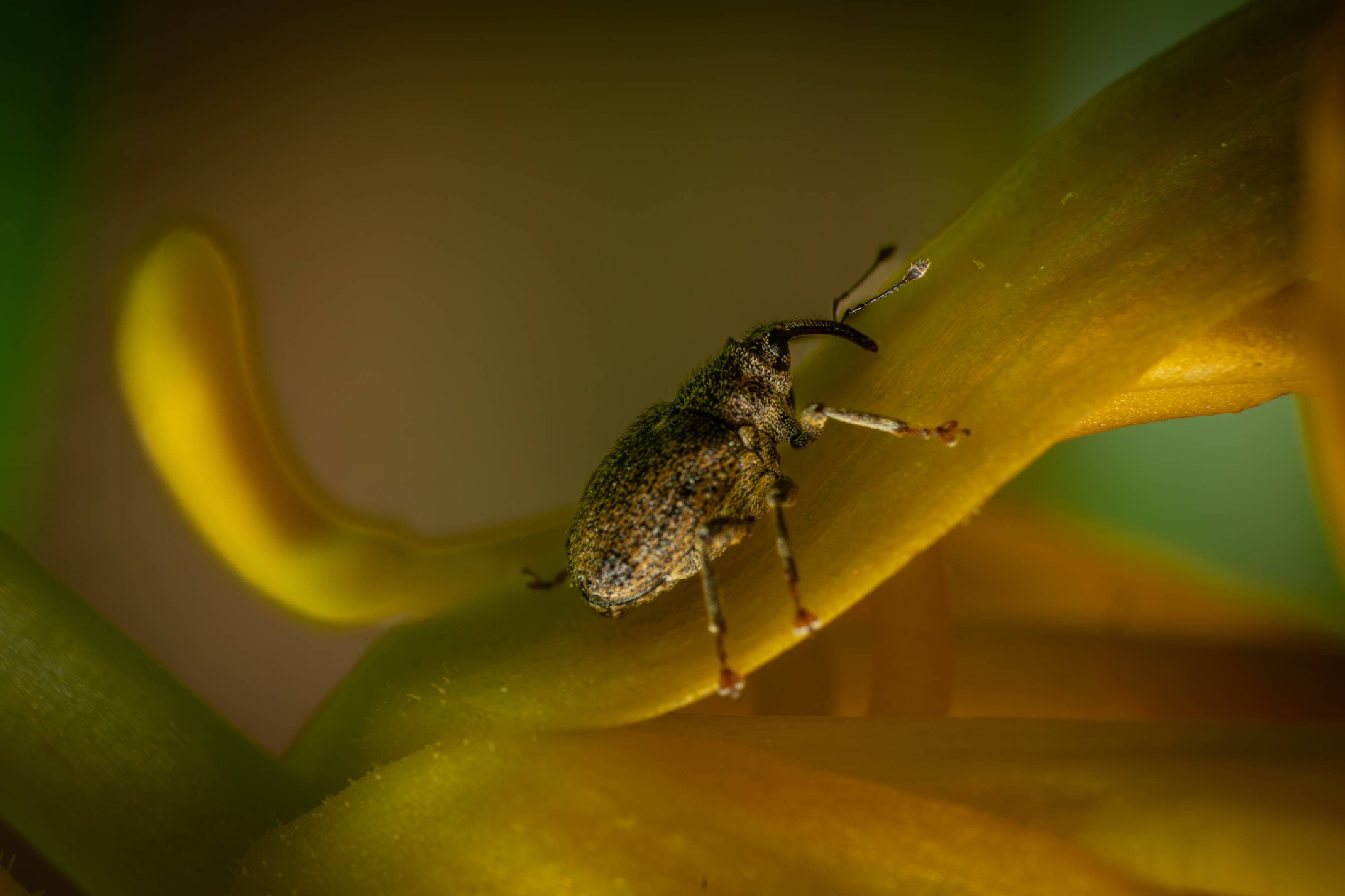 Cabbage Stem Weevil