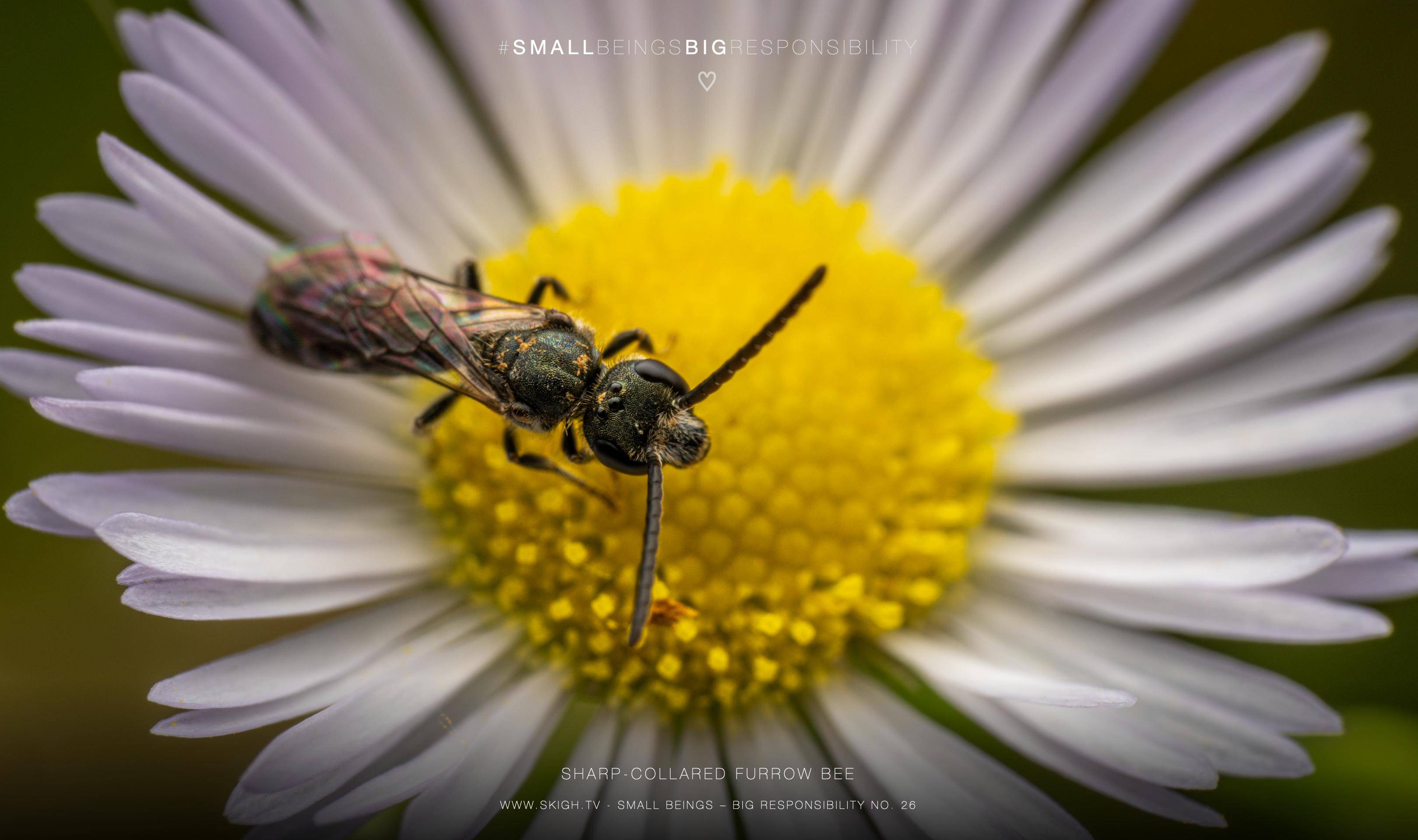 Sharp-collared furrow bee | 1/160s * f14 * ISO 200 * 90mm - FE 90mm F2.8 Macro G OSS - Sony α7R V Sharp-collared furrow bee