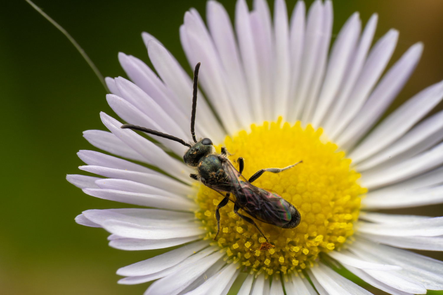 Sharp-collared furrow bee