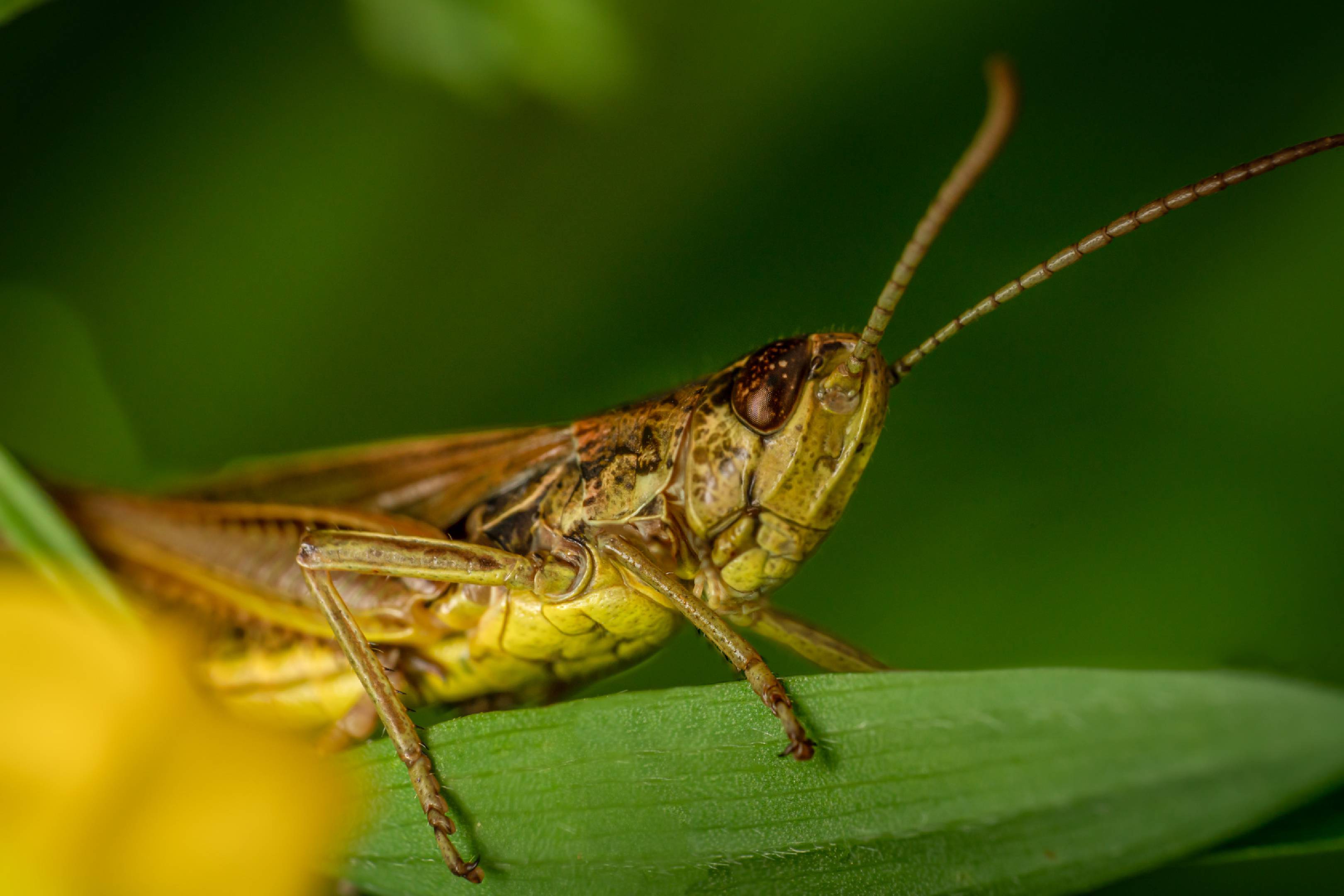 Locomotive Grasshopper