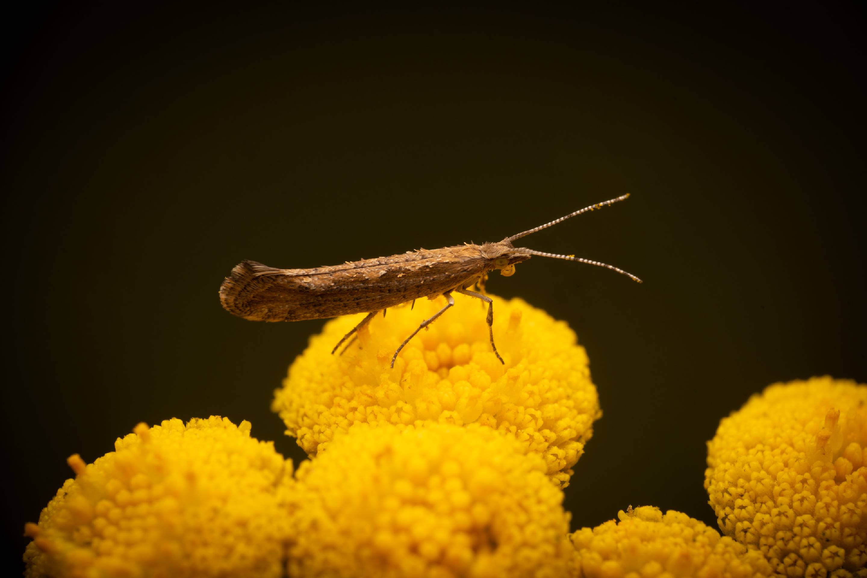 Diamondback Moth