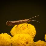 Diamondback Moth