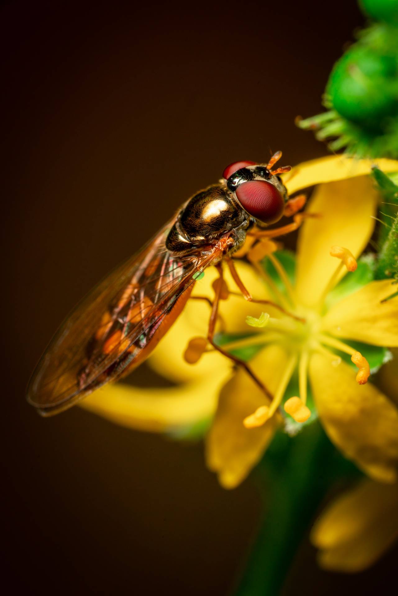 Variable Duskyface Fly