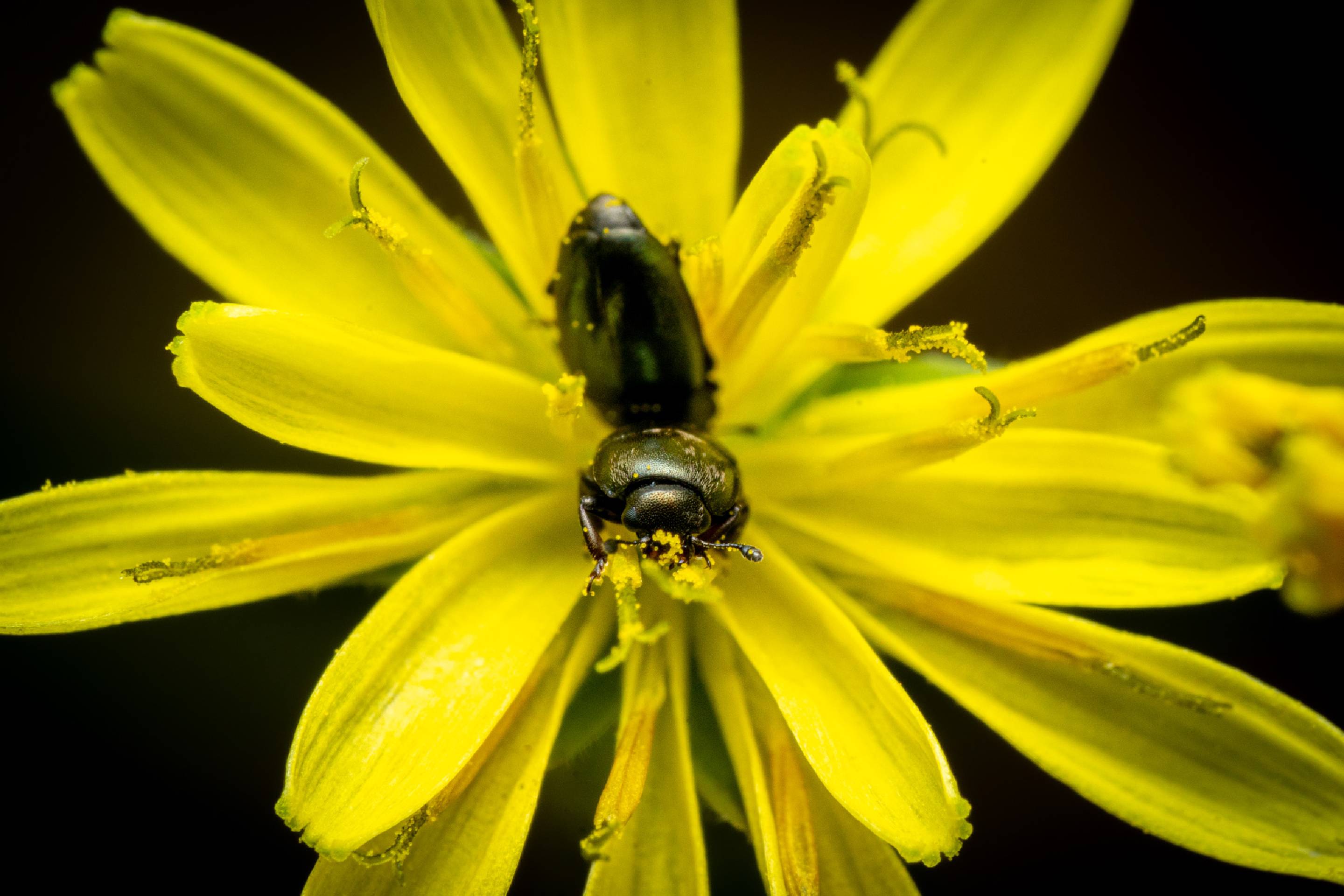 Common Pollen Beetle