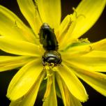 Common Pollen Beetle