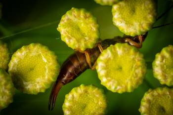 Hop-garden Earwig