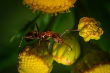 Red-barbed Ant