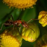 Red-barbed Ant