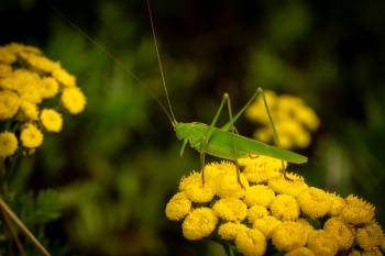 Long-winged Conehead