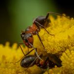 Black-backed meadow ant