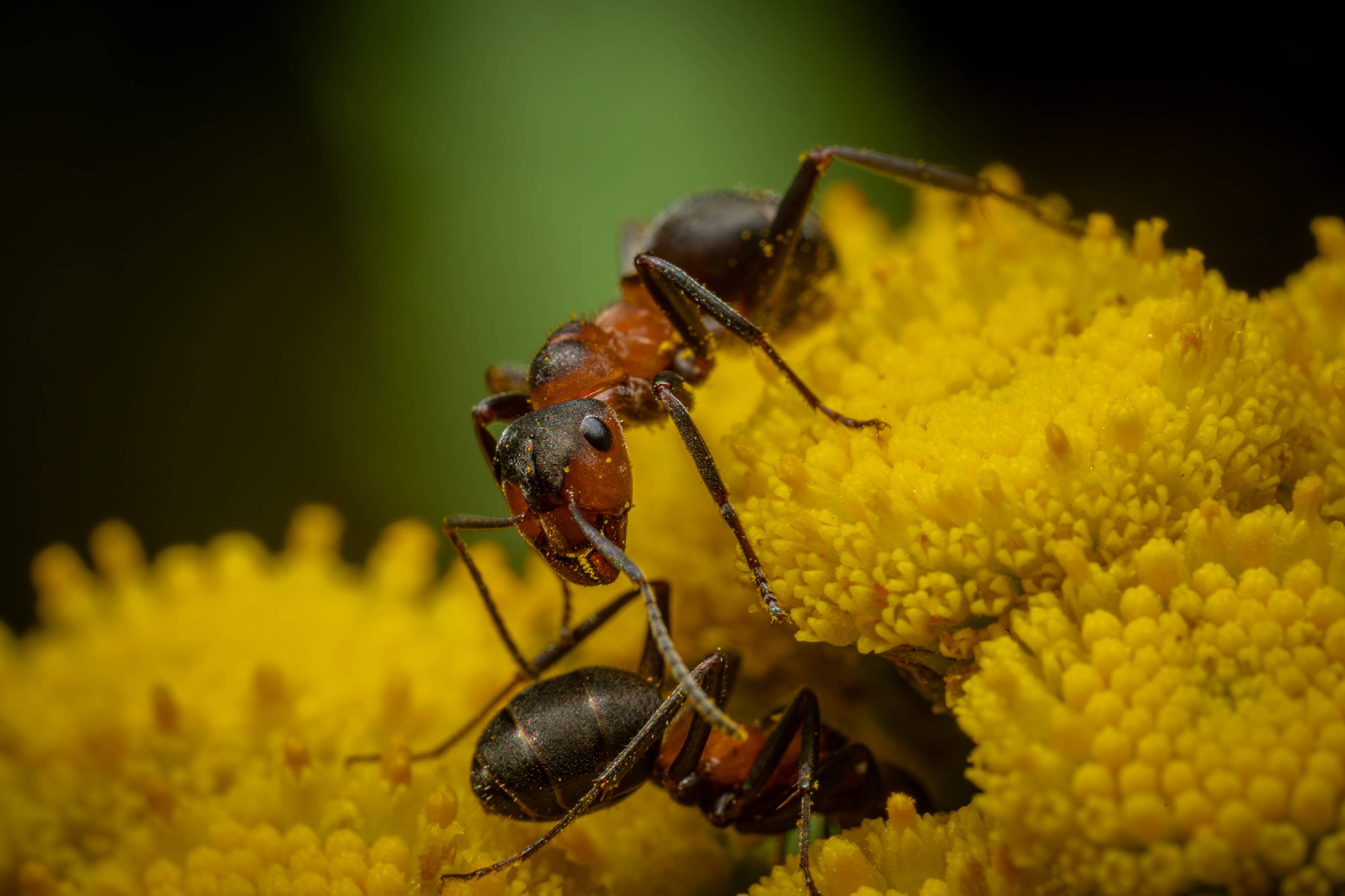 Black-backed meadow ant