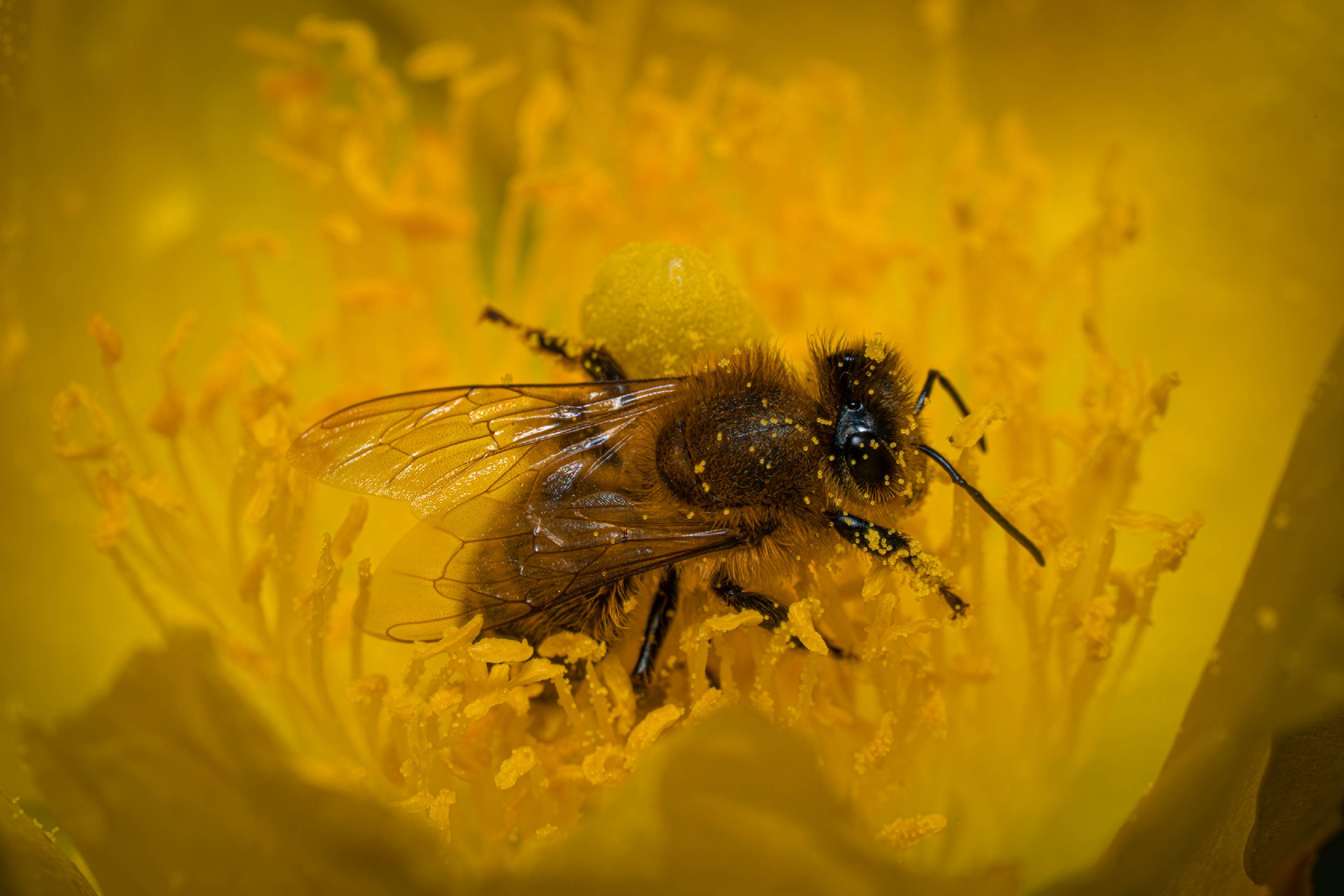 Western Honey Bee