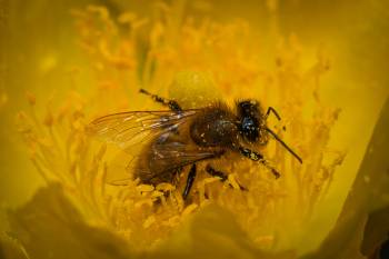 Western Honey Bee