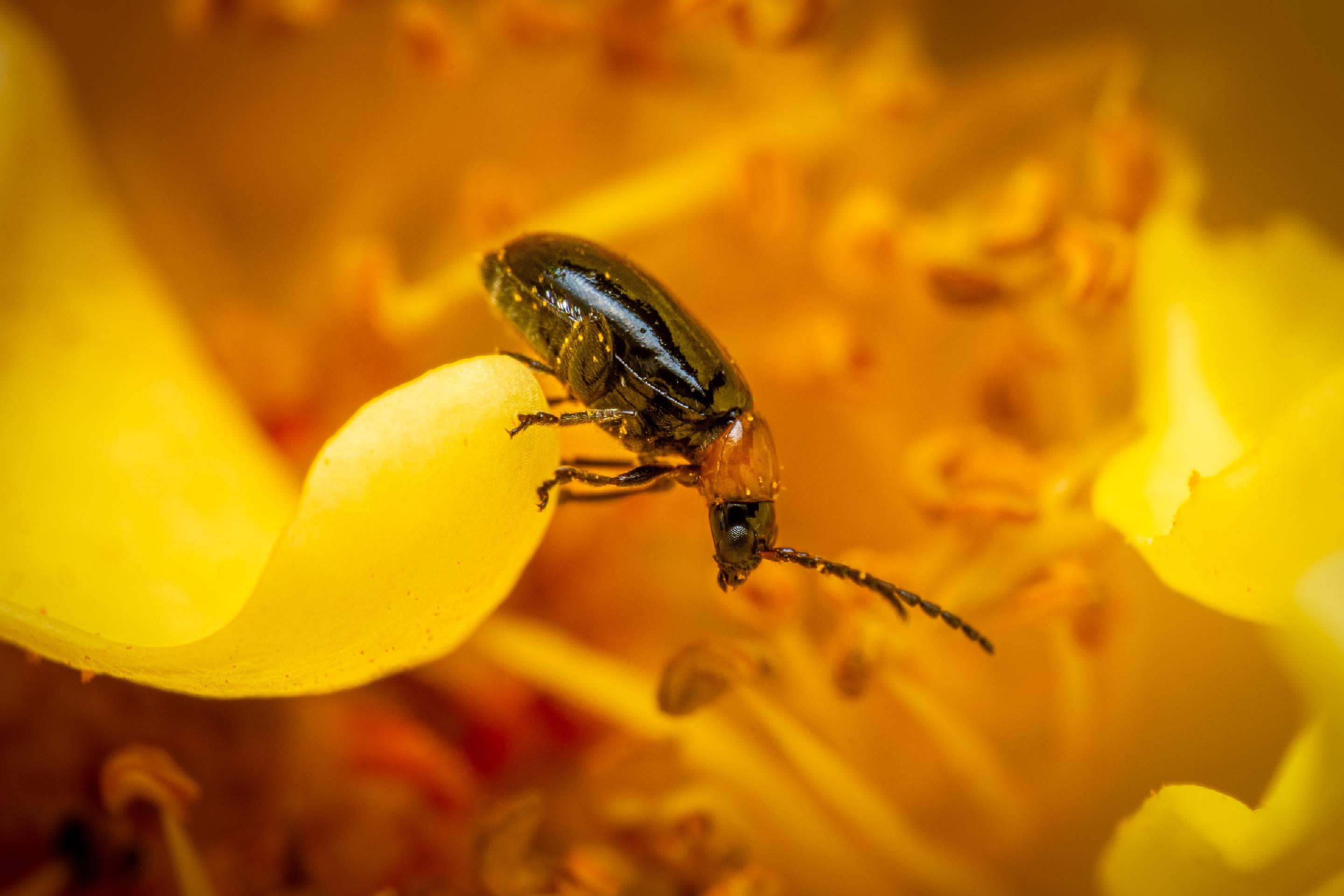 Daffodil Leaf-beetle