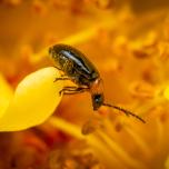 Daffodil Leaf-beetle