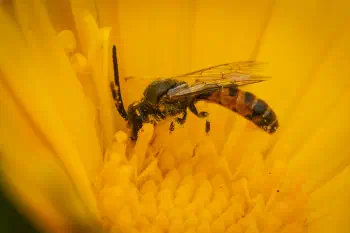 Dark-winged Sweat Bee
