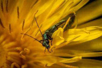 Oedemera virescens