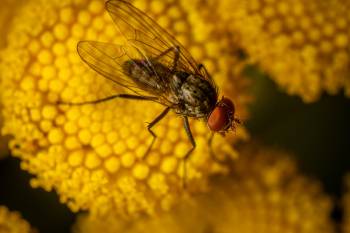 Lesser House Fly