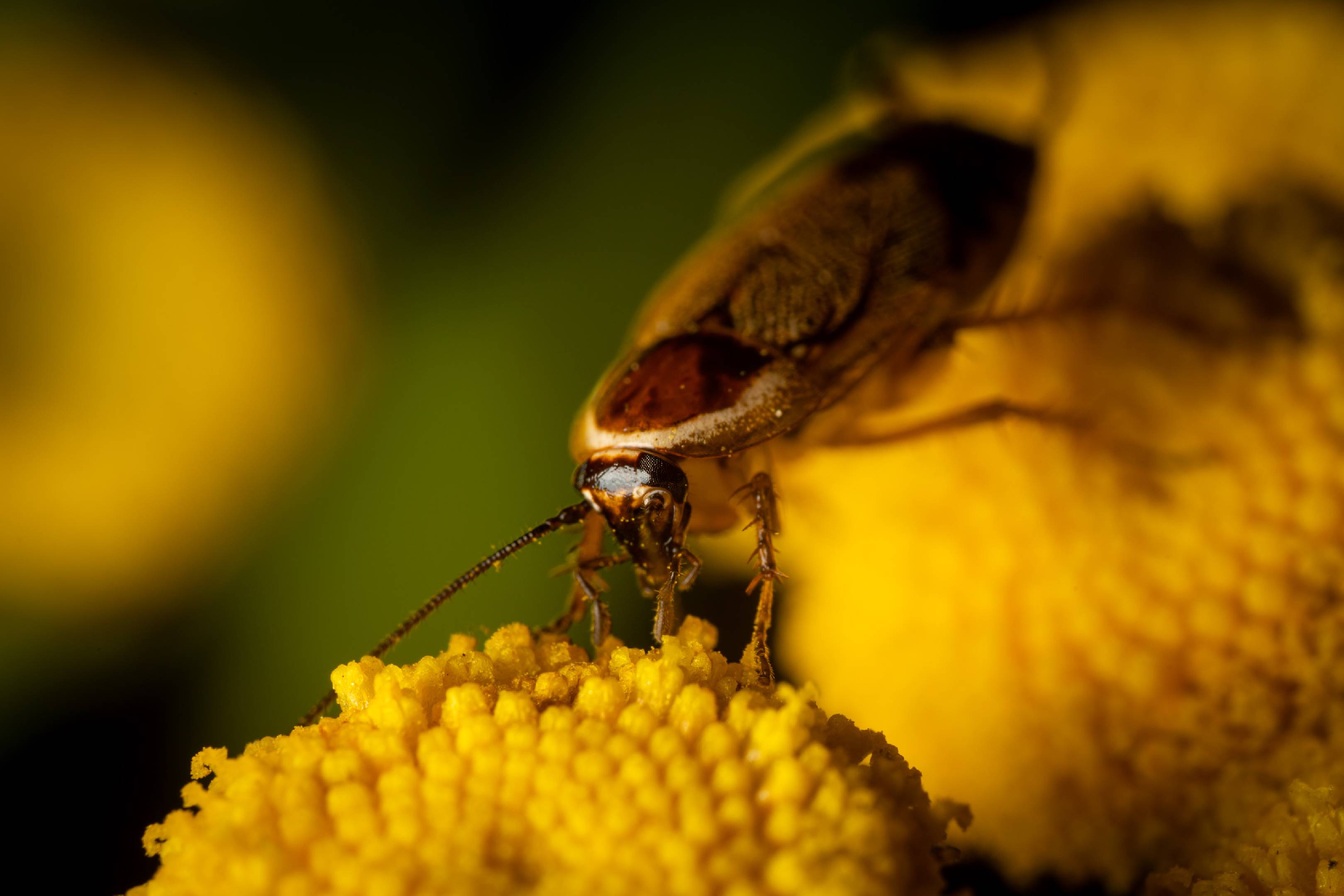 Forest Cockroach