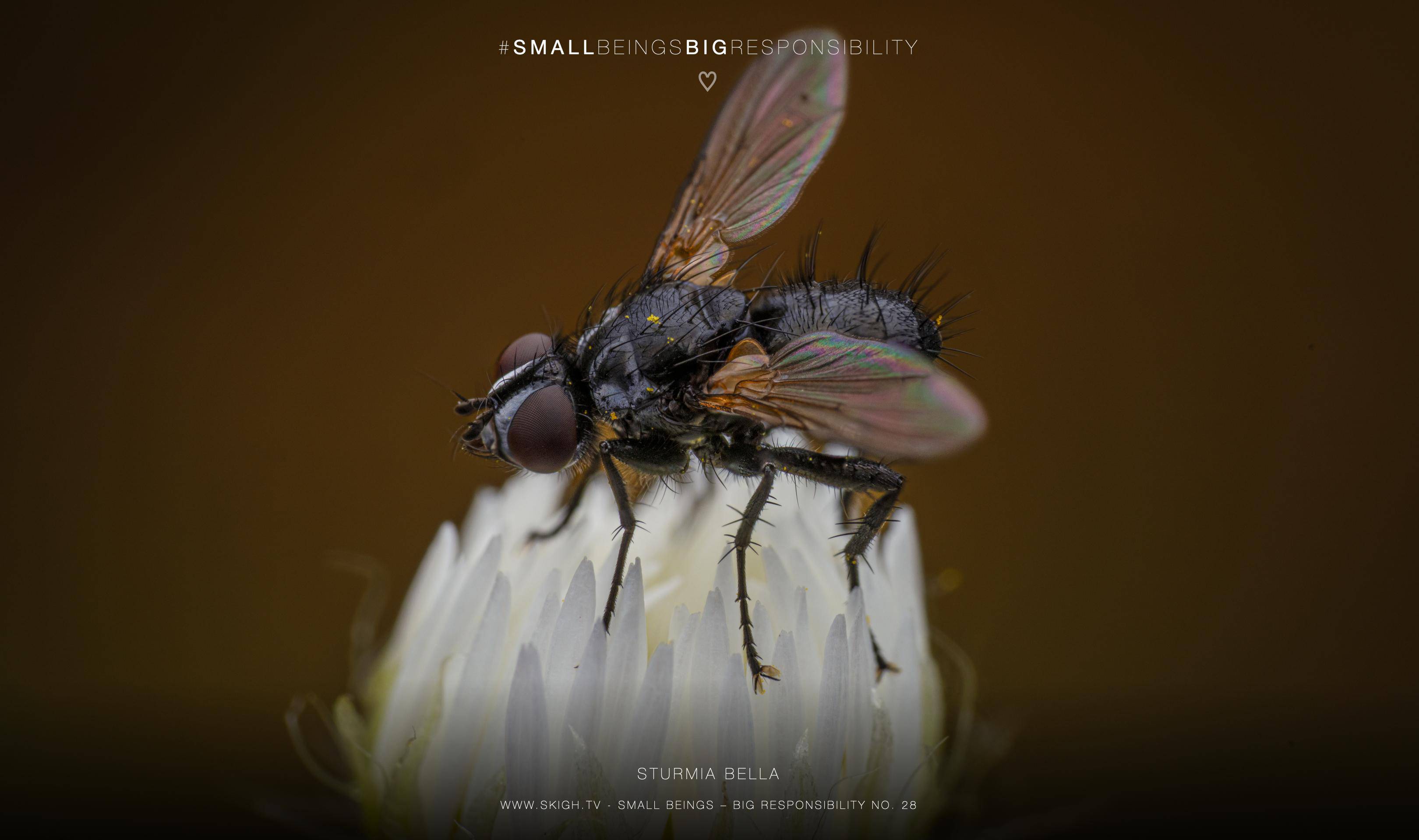 Sturmia bella | 1/250s * f13 * ISO 200 * 90mm - FE 90mm F2.8 Macro G OSS - Sony α7R V Sturmia bella