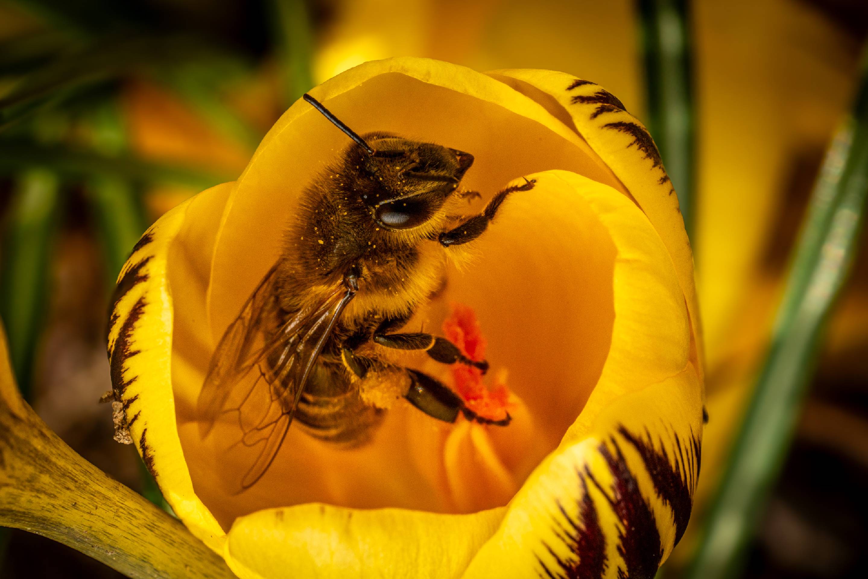 Western Honey Bee