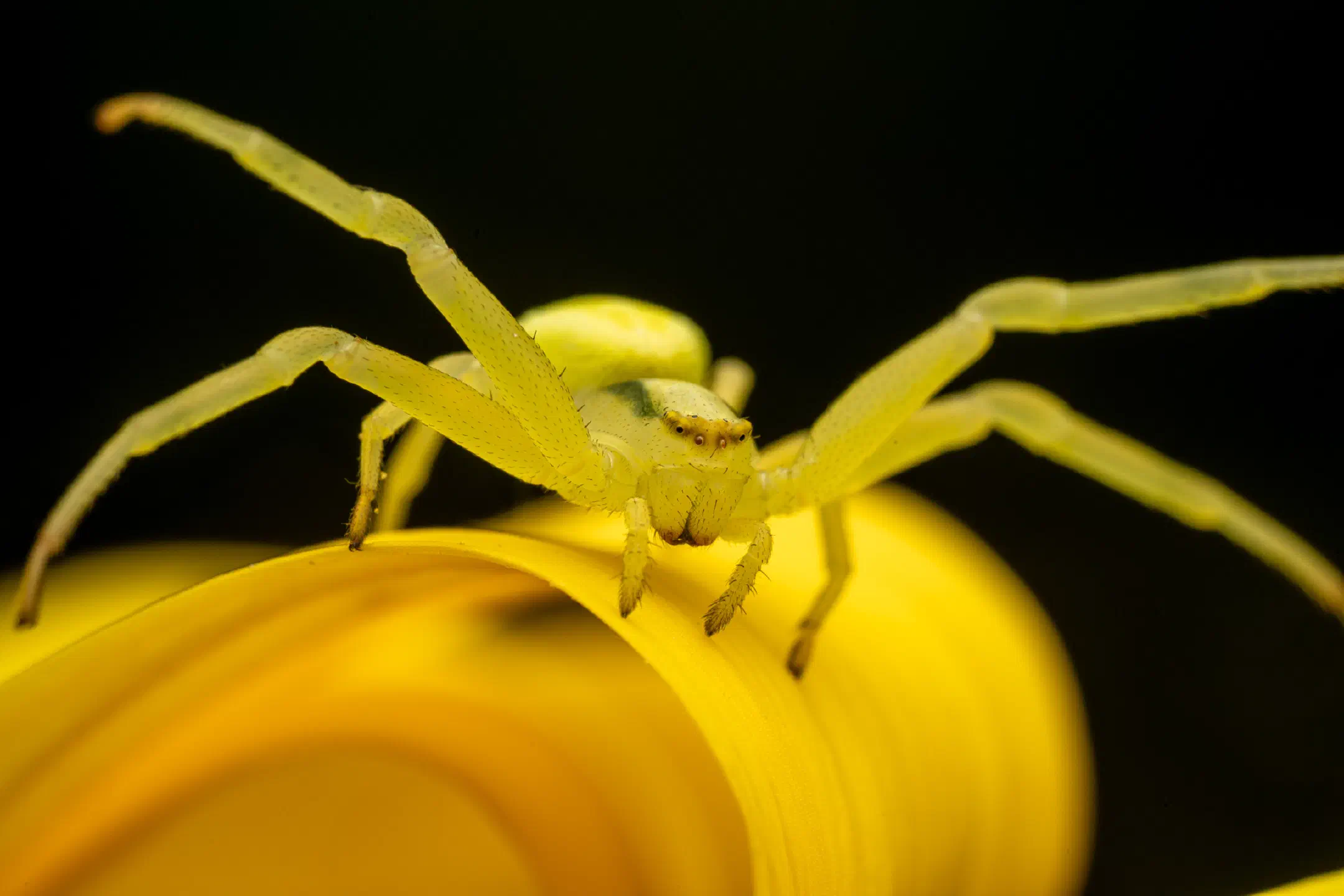Goldenrod Crab Spider