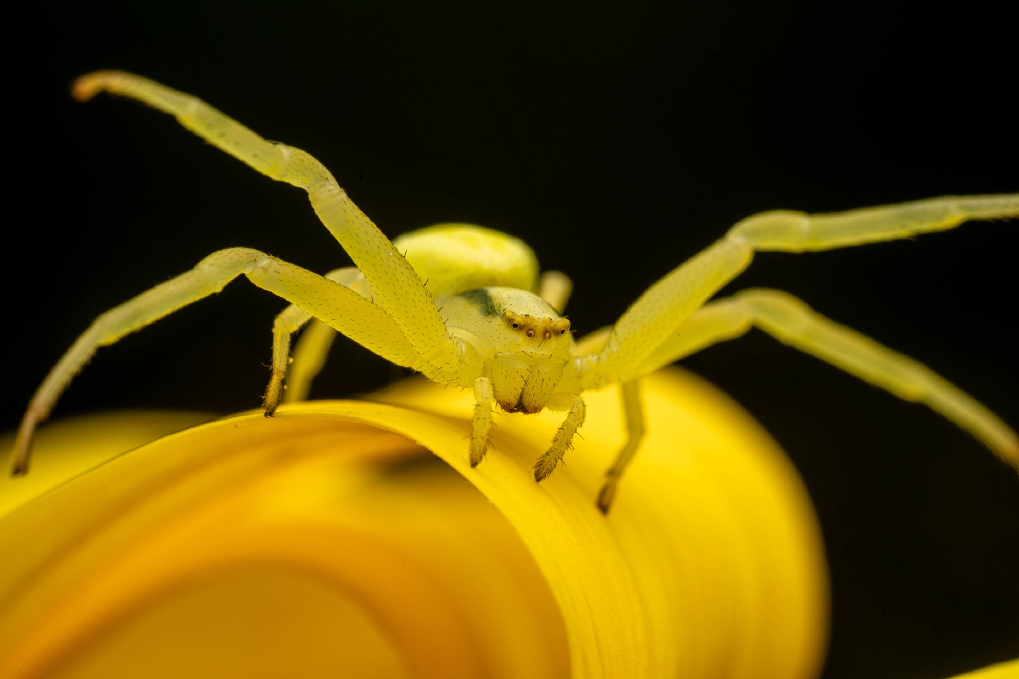 Goldenrod Crab Spider | Goldenrod Crab Spider