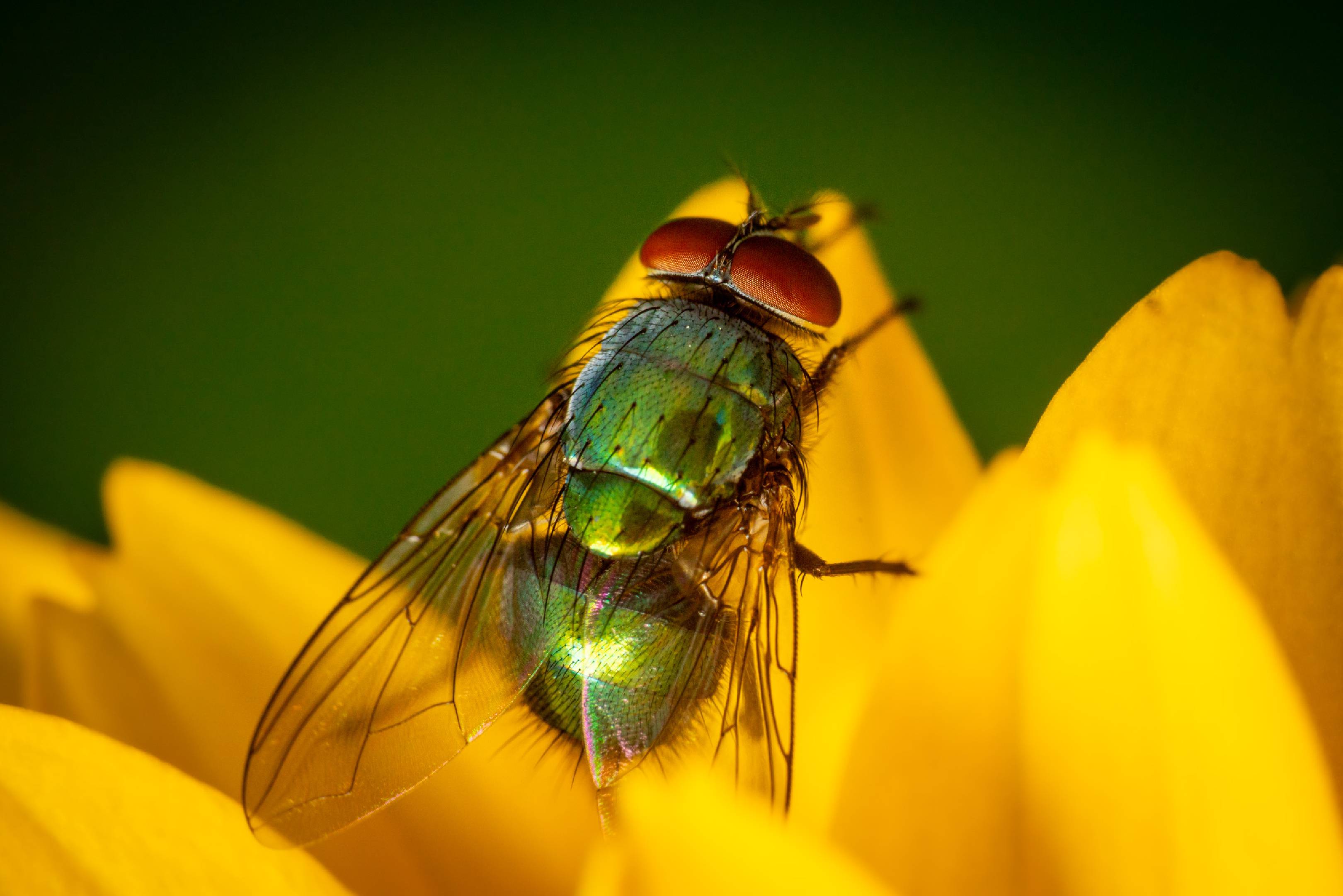 Common European Greenbottle Fly