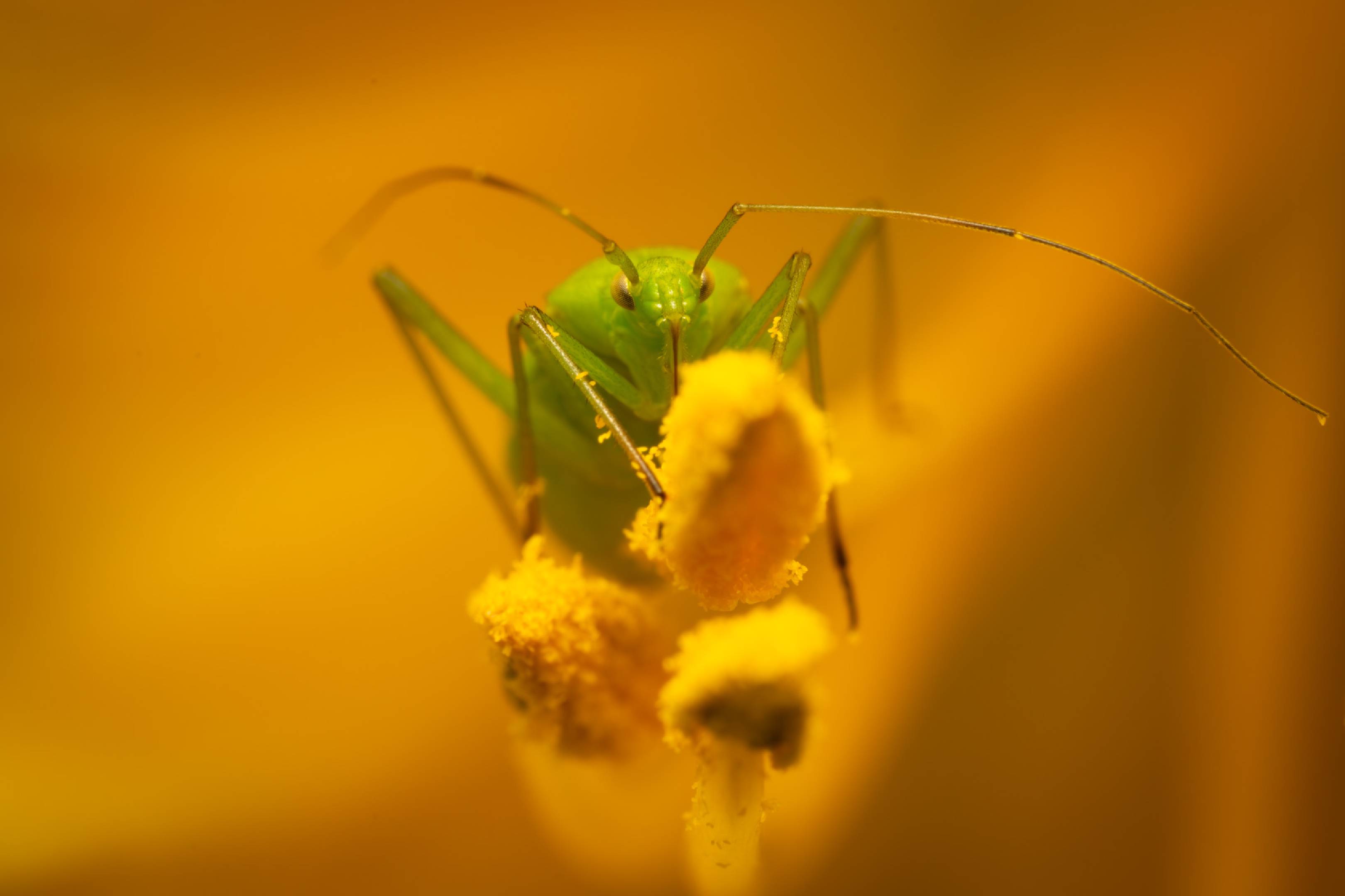 Common Green Capsid