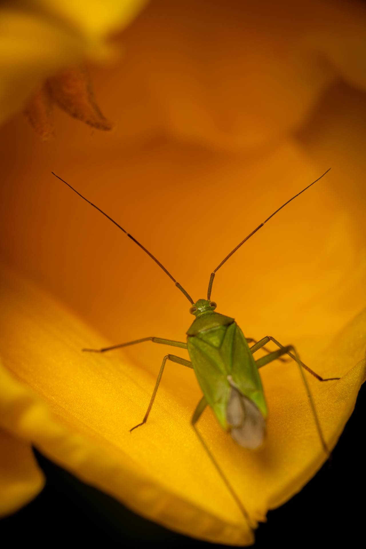 Common Green Capsid