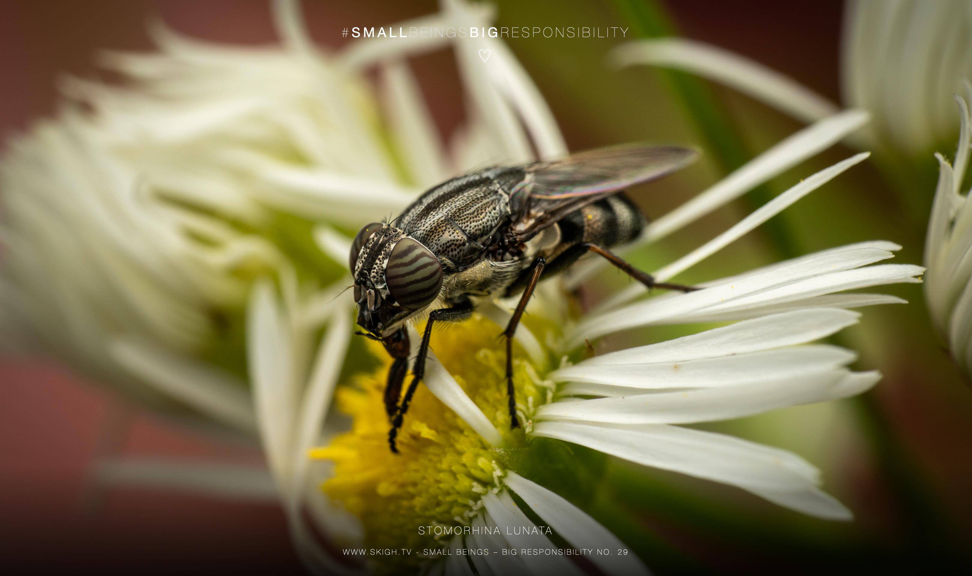 Stomorhina lunata | 1/250s * f13 * ISO 200 * 90mm - FE 90mm F2.8 Macro G OSS - Sony α7R V Stomorhina lunata