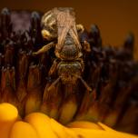 Confusing Furrow Bee
