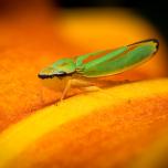 Rhododendron Leafhopper