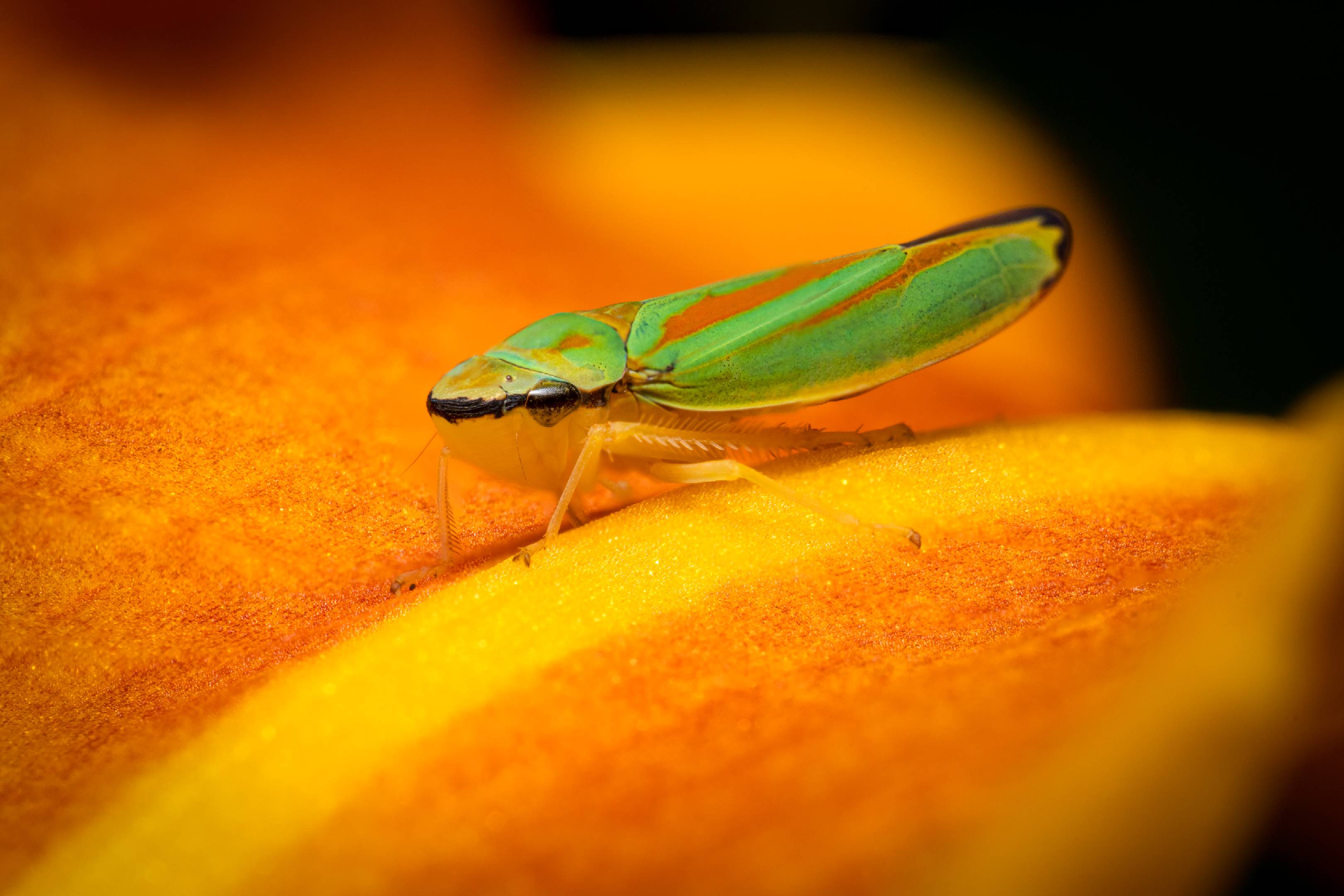 Rhododendron Leafhopper