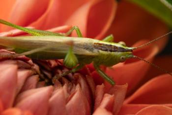 Long-winged Conehead