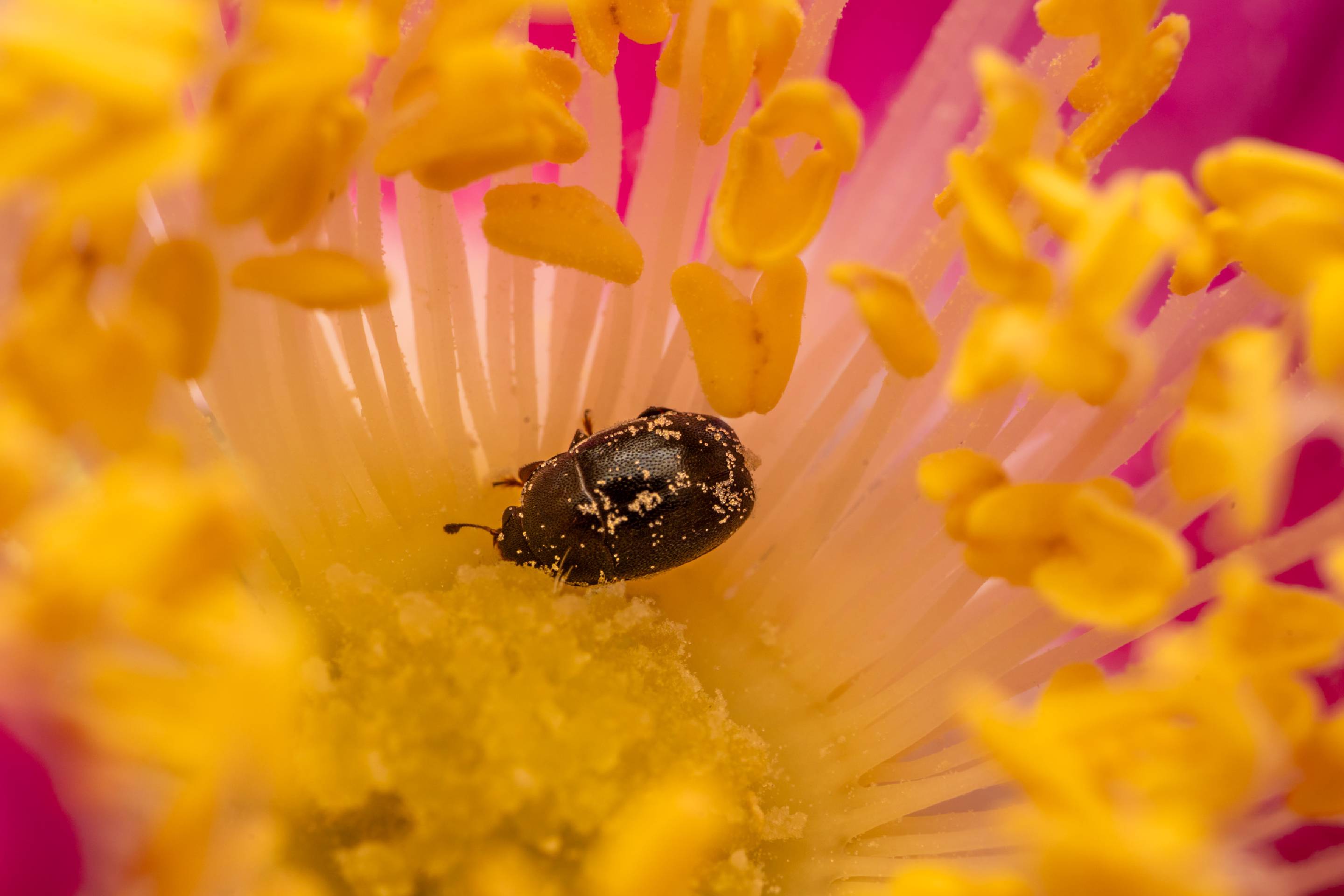 Common Pollen Beetle