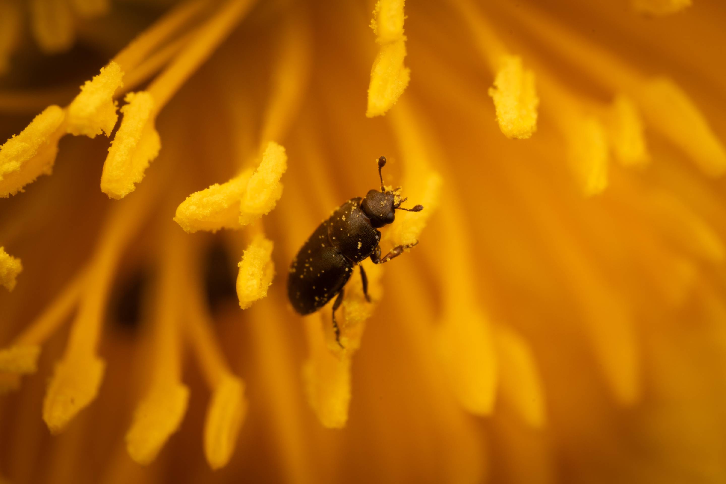 Common Pollen Beetle