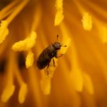 Common Pollen Beetle