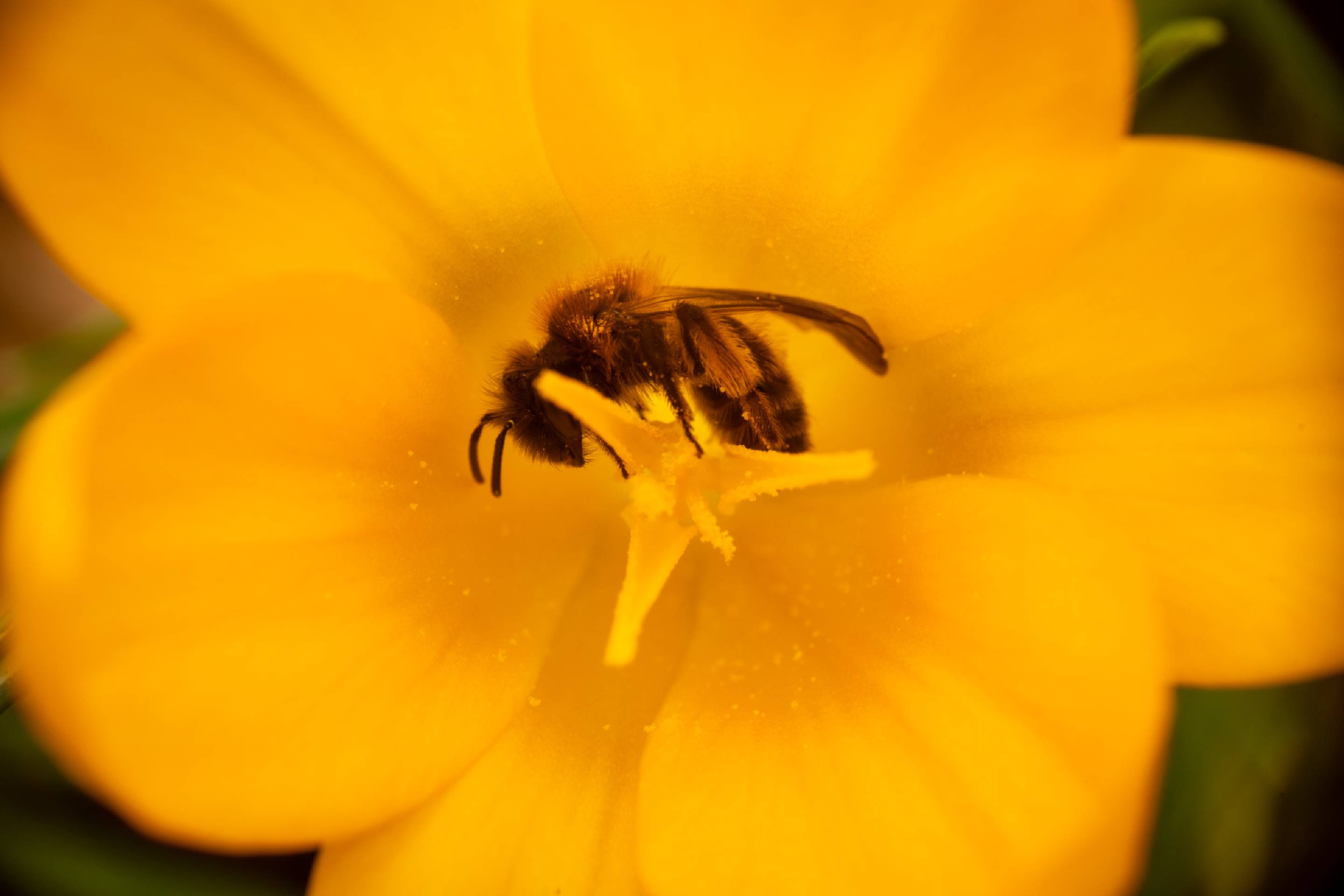 Mining Bees