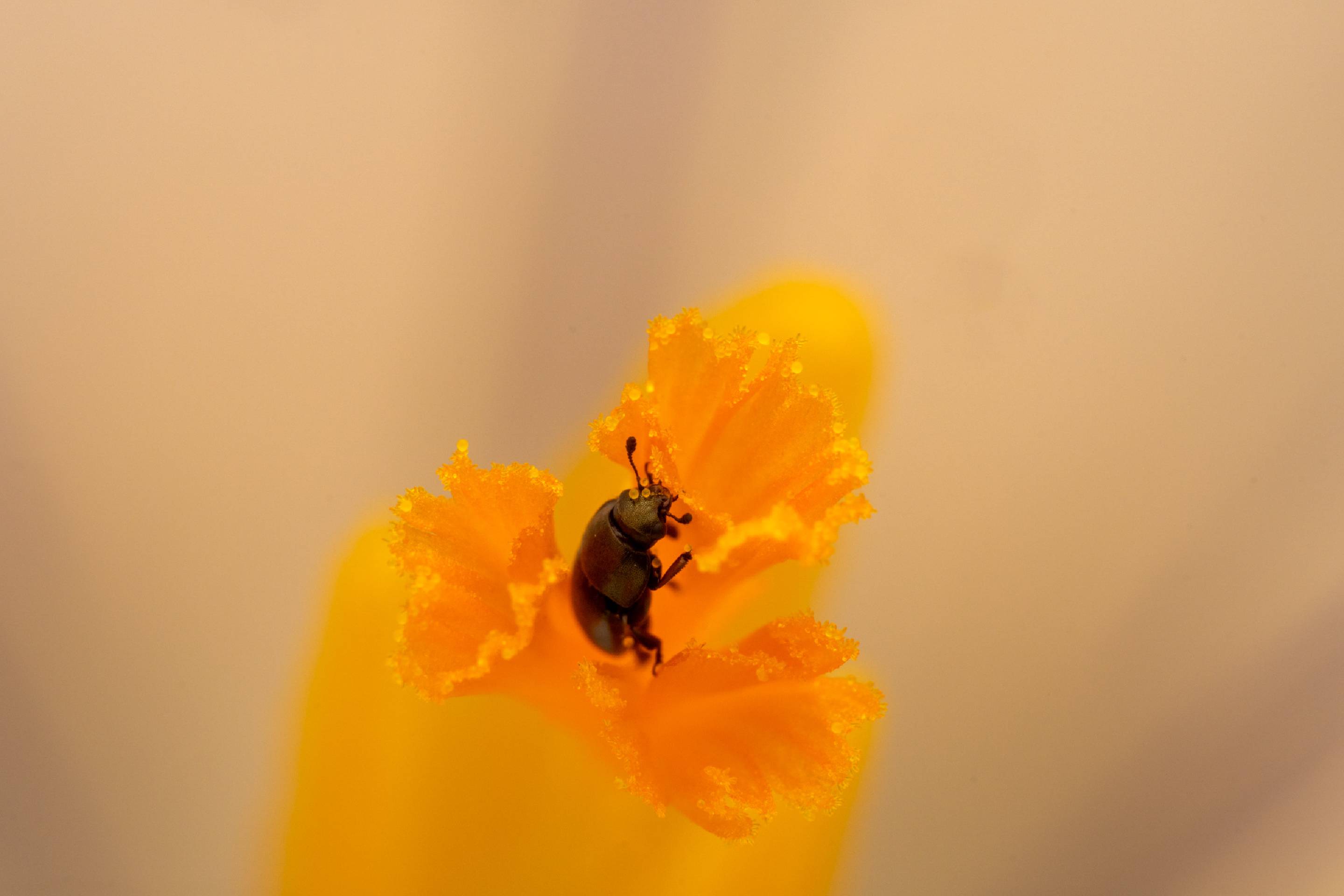 Common Pollen Beetle