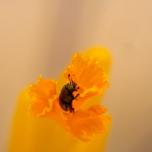 Common Pollen Beetle