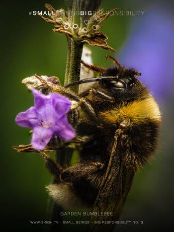 Garden bumblebee