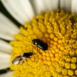 Common Flowerbug