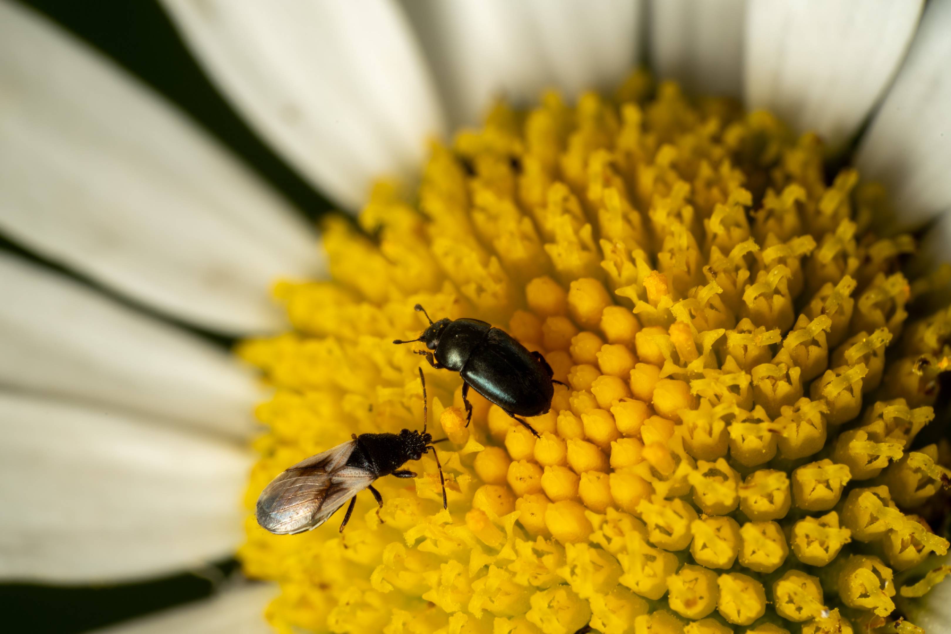 Common Flowerbug