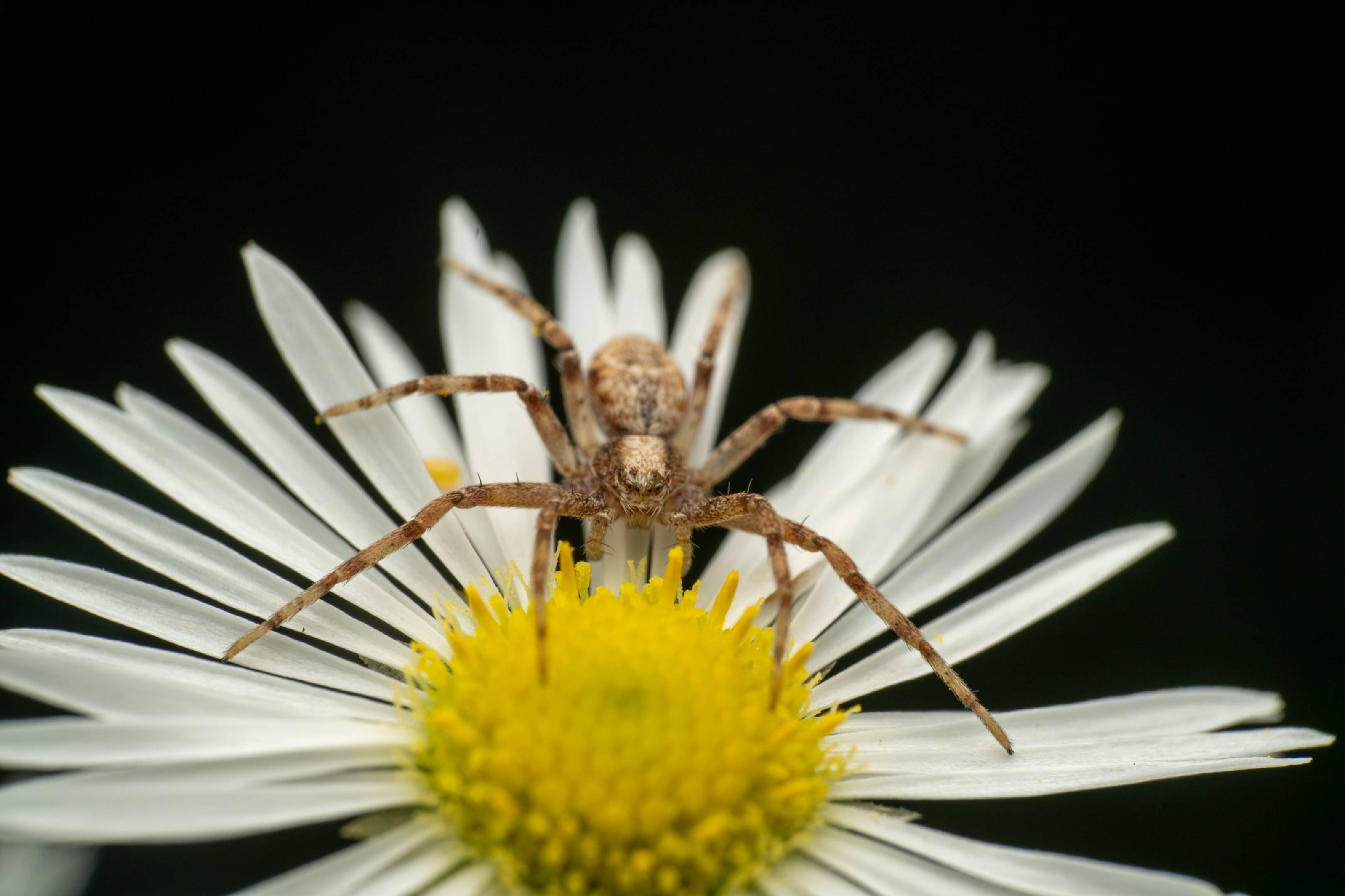 Eurasian Running Crab Spider