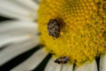 Common Carpet Beetle