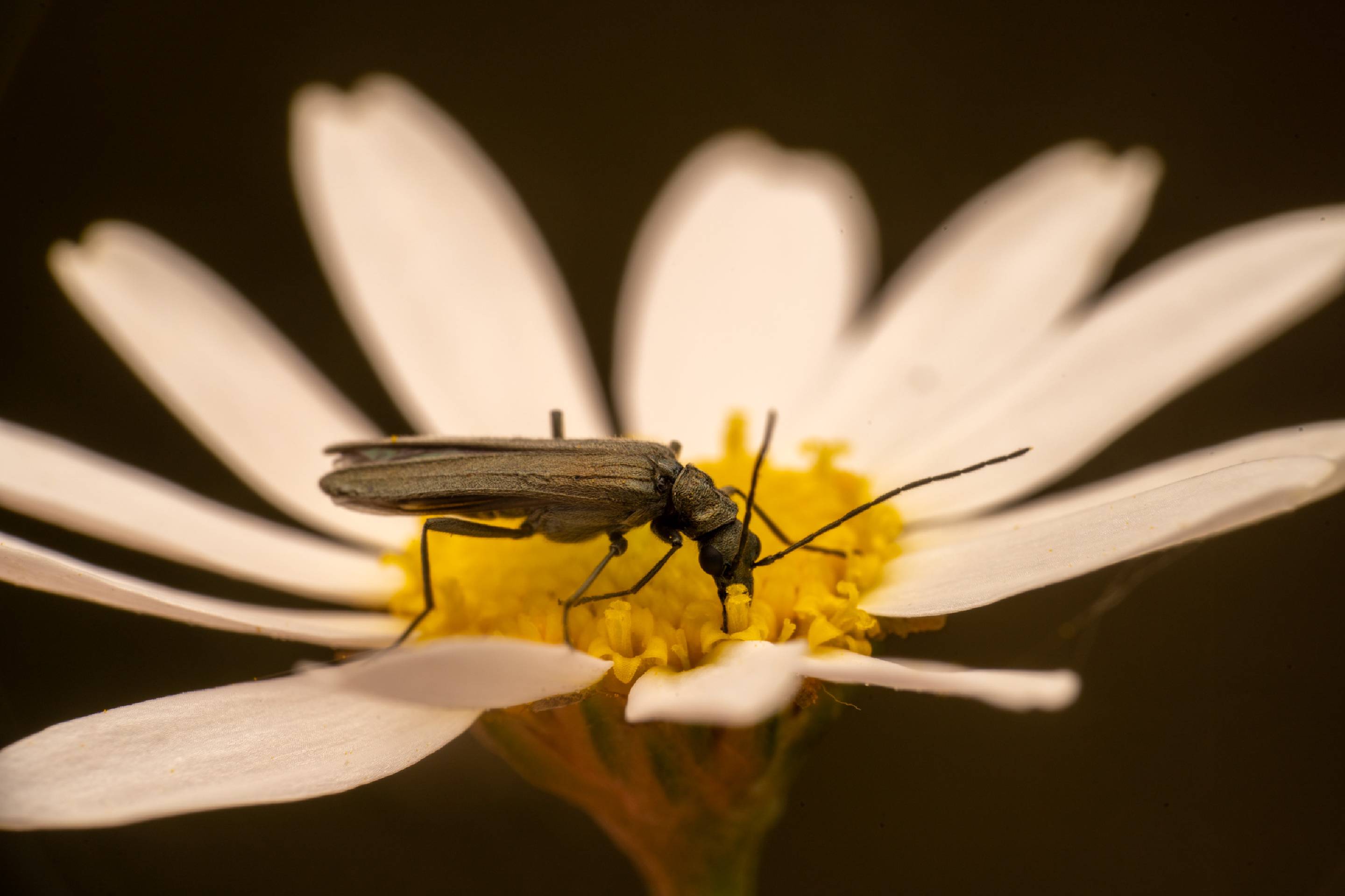 Oedemera lurida