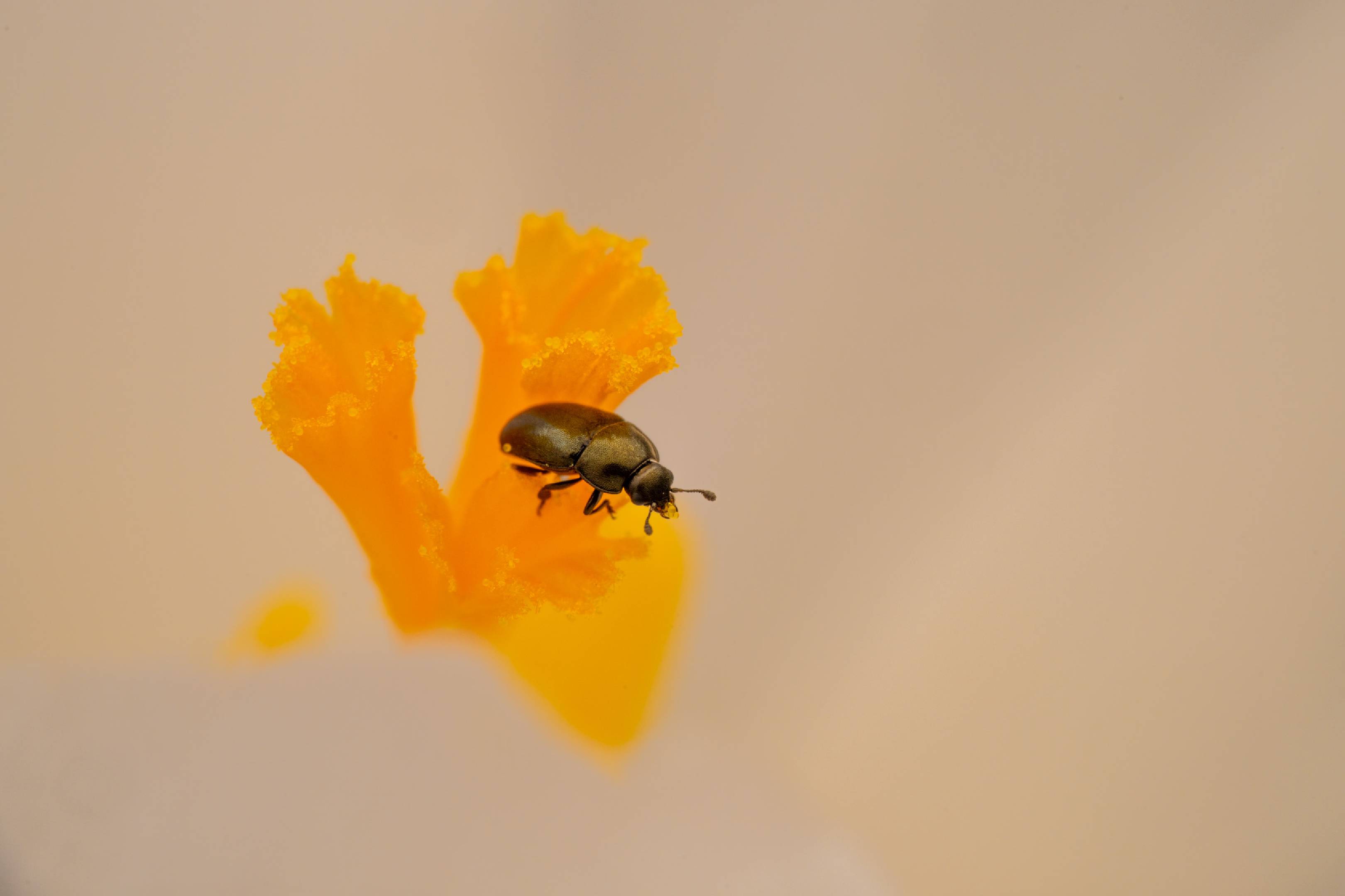 Common Pollen Beetle