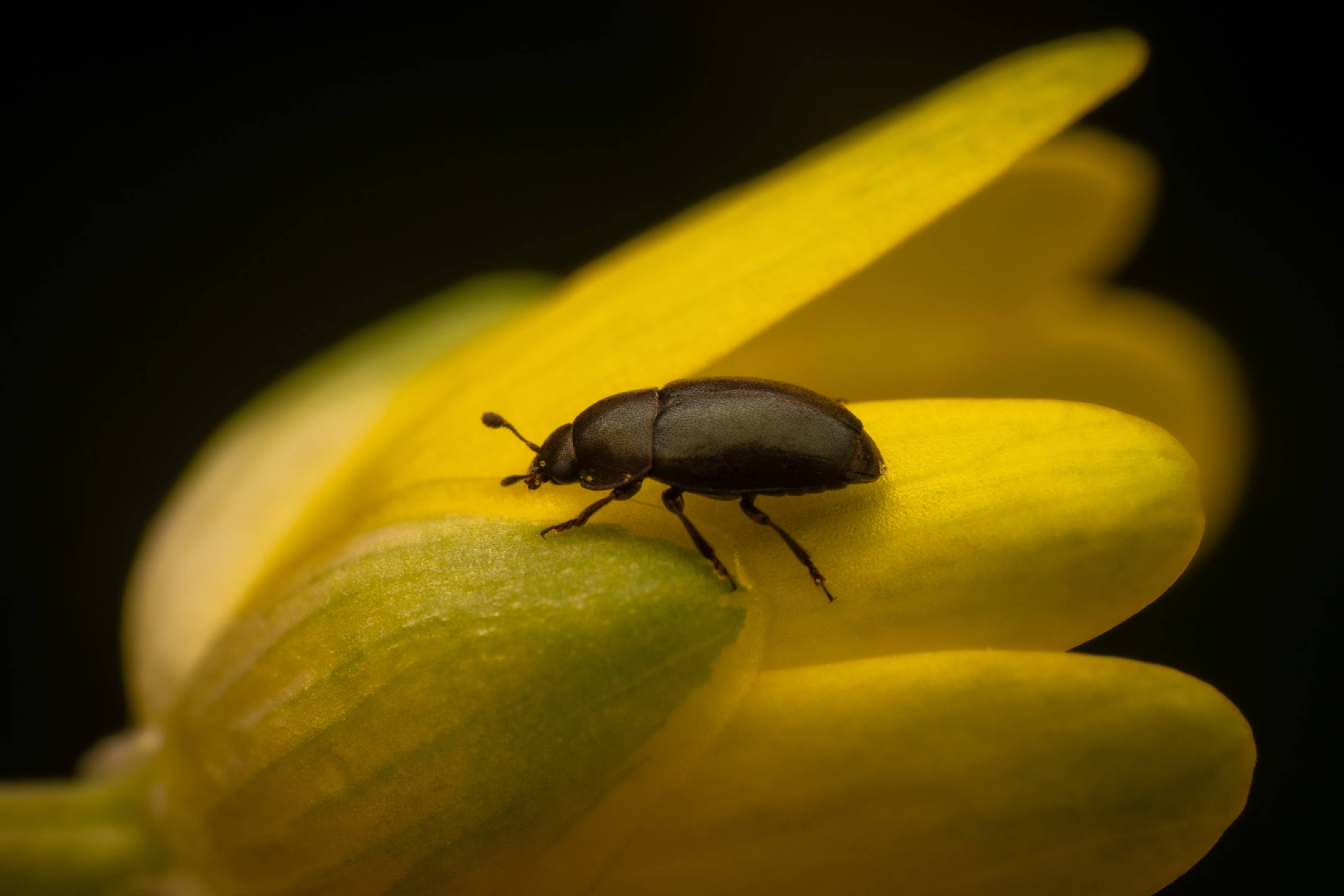 Common Pollen Beetle