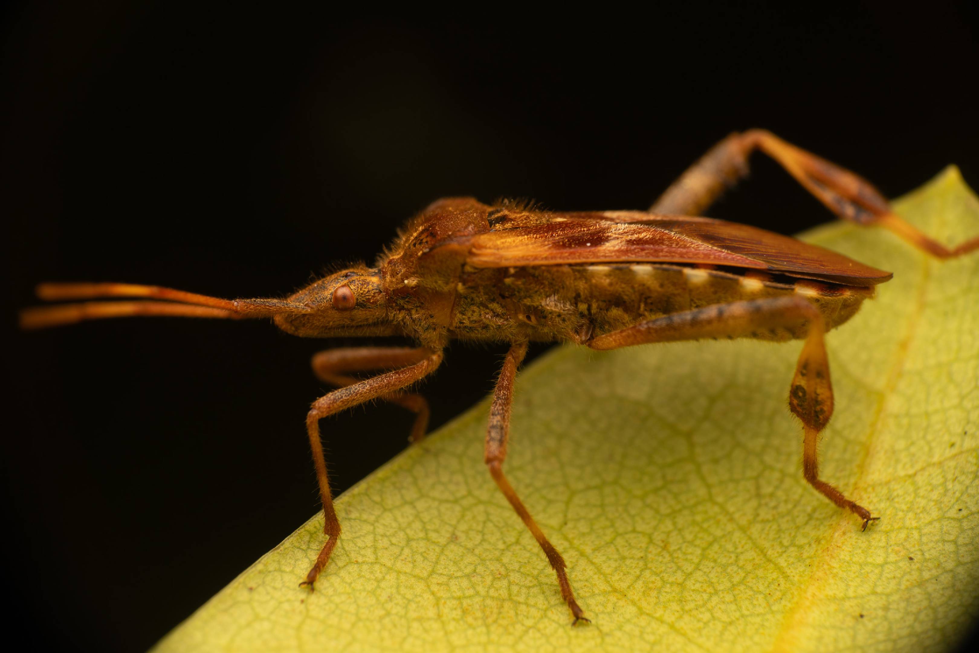 Western Conifer Seed Bug